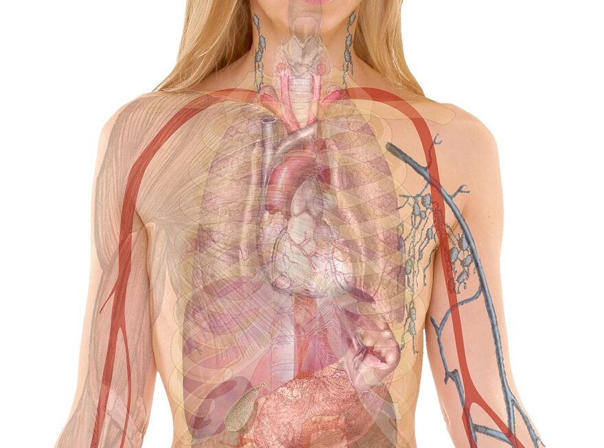 Como Renovar a CNH pela Internet: Guia Prático sem Ir ao Detran